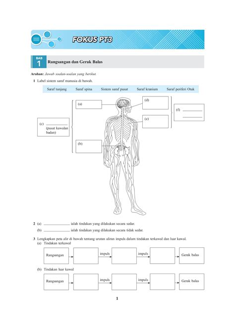 Soalan Sains Tingkatan 3 Rangsangan Dan Gerak Balas Image