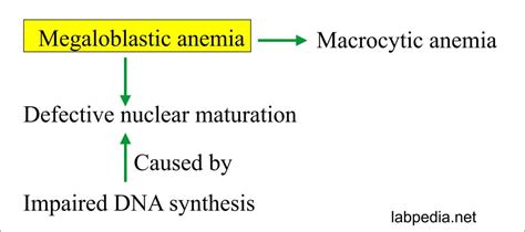 What Cause Megaloblastic Anemia