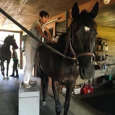 Chiropractor adjusting horse