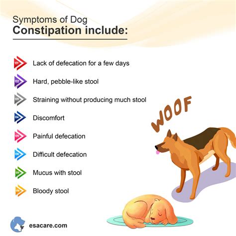 Small dog vomiting